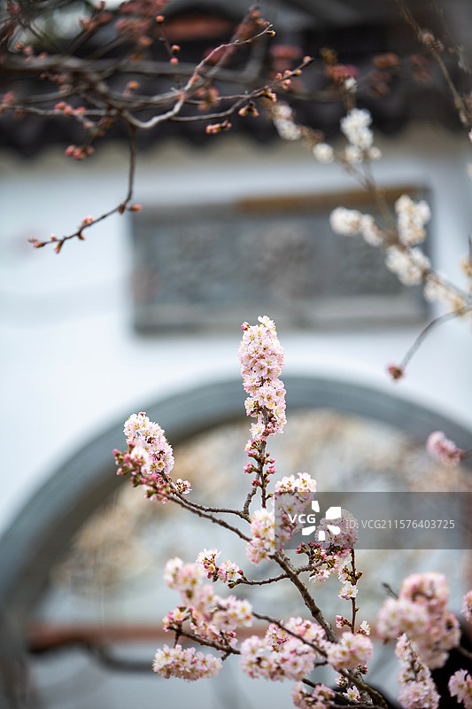 南京玄武湖公园樱洲樱桃园樱花盛开时的风景图片素材