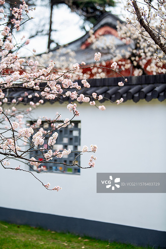 南京玄武湖公园樱洲樱桃园樱花盛开时的风景图片素材