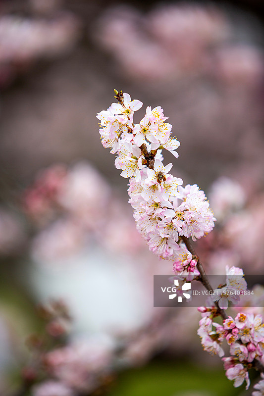 南京玄武湖公园樱洲樱桃园樱花盛开时的风景图片素材