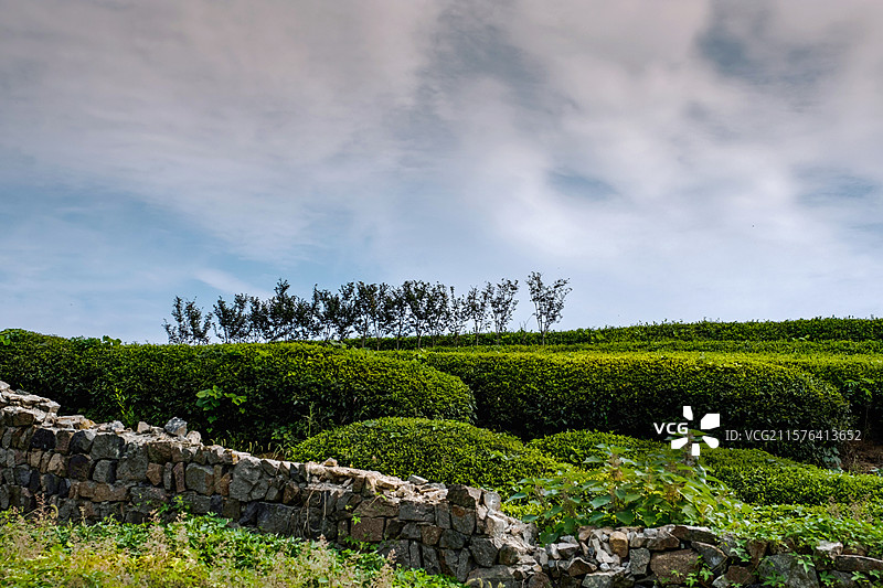 茶陇云影图片素材