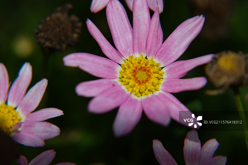 公园里盛开的洋甘菊花的特写图片素材