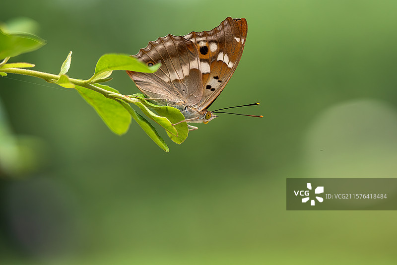 柳紫闪蛱蝶图片素材