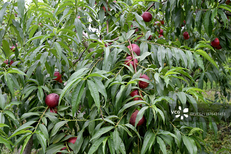 采摘园里的油桃特写，新鲜油桃，果园，油桃树上的油桃，浙江湖州图片素材