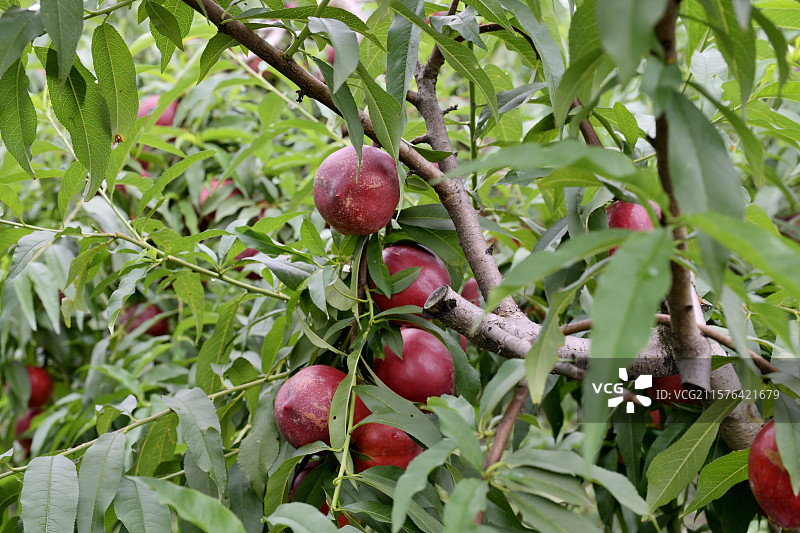 采摘园里的油桃特写，新鲜油桃，果园，油桃树上的油桃，浙江湖州图片素材