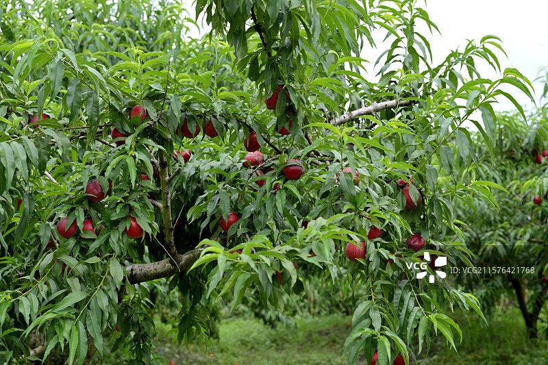 采摘园里的油桃特写，新鲜油桃，果园，油桃树上的油桃，浙江湖州图片素材