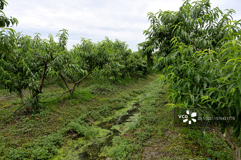 采摘园里的油桃果树，新鲜油桃，果园，油桃树上的油桃，浙江湖州图片素材