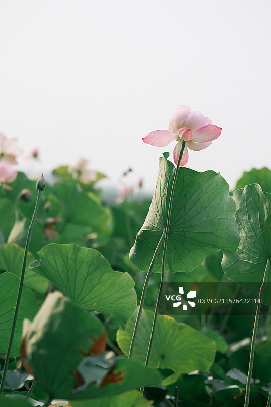 西双湖荷花图片素材