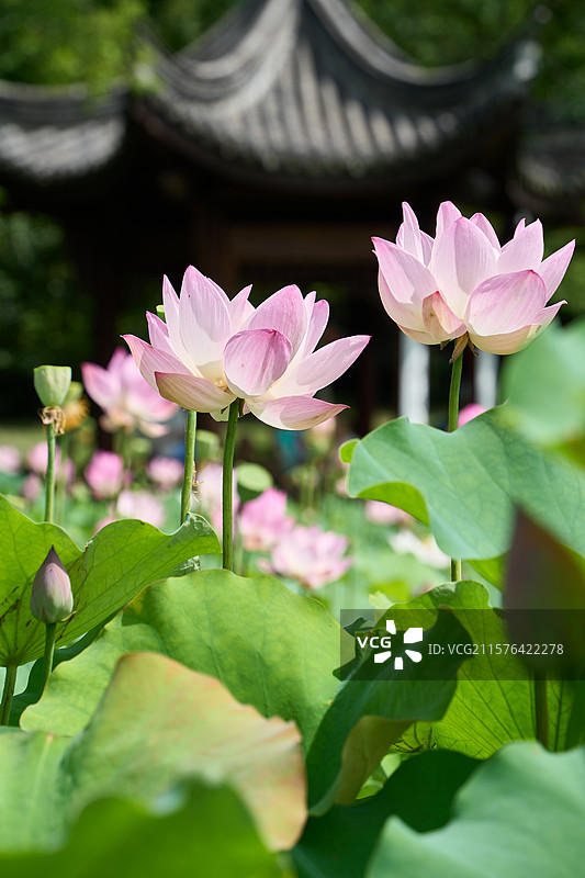 莲花盛开的中国古建筑图片素材