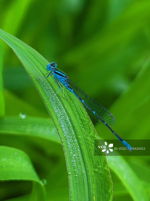 蓝精灵图片素材