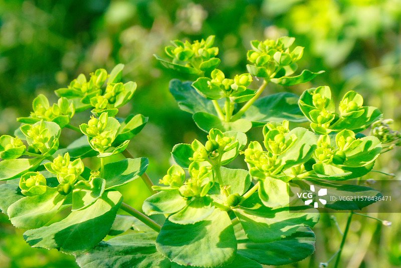 水乡金湖白马湖岸春天生长的猫眼草植物图鉴素材图片素材