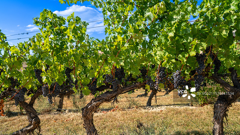 西班牙阿拉瓦省的里奥哈地区最古老葡萄种植区图片素材