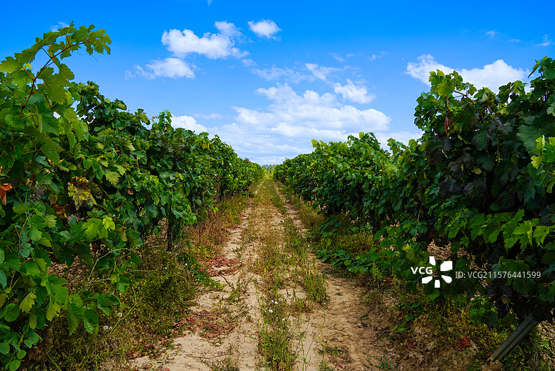 西班牙阿拉瓦省的里奥哈地区最古老葡萄种植区图片素材
