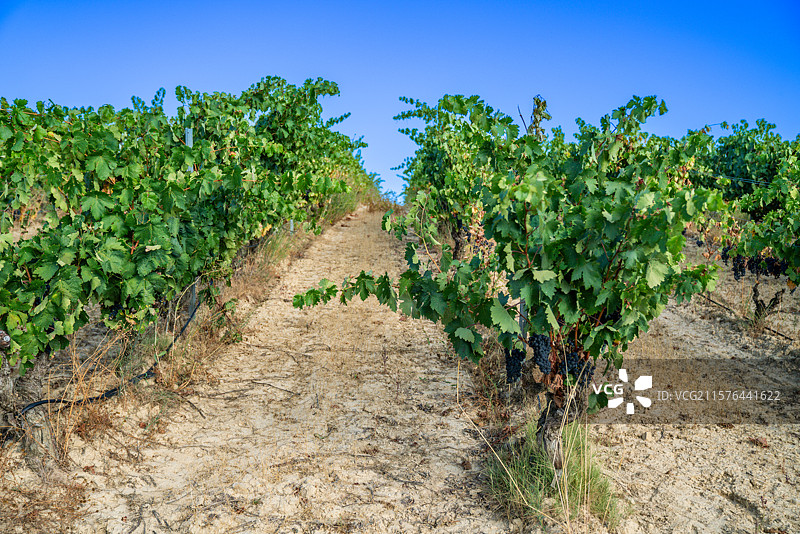 西班牙阿拉瓦省的里奥哈地区最古老葡萄种植区图片素材