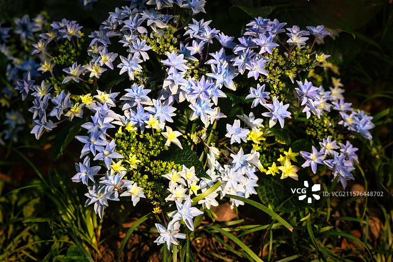 上海国际花展绣球花景观特写图片素材