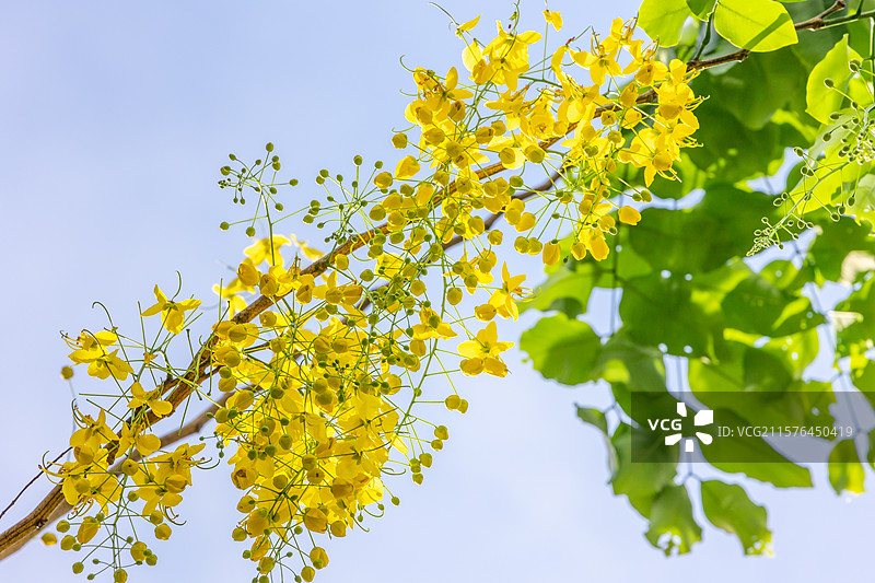 腊肠树上腊肠花图片素材