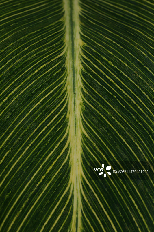 叶子的线条图片素材