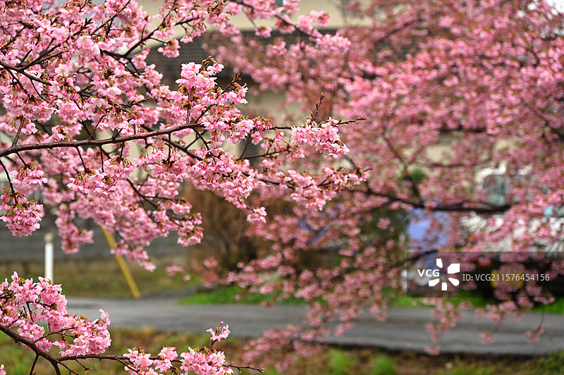 日本川越樱花河道图片素材