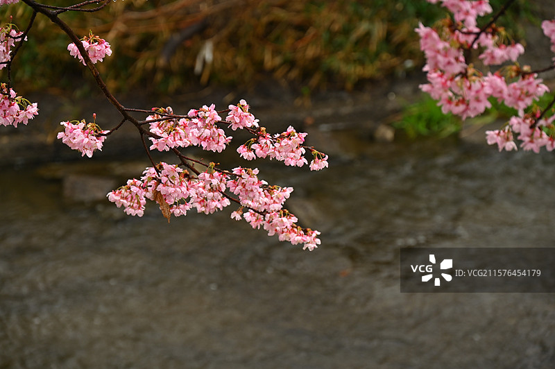 日本川越樱花河道图片素材