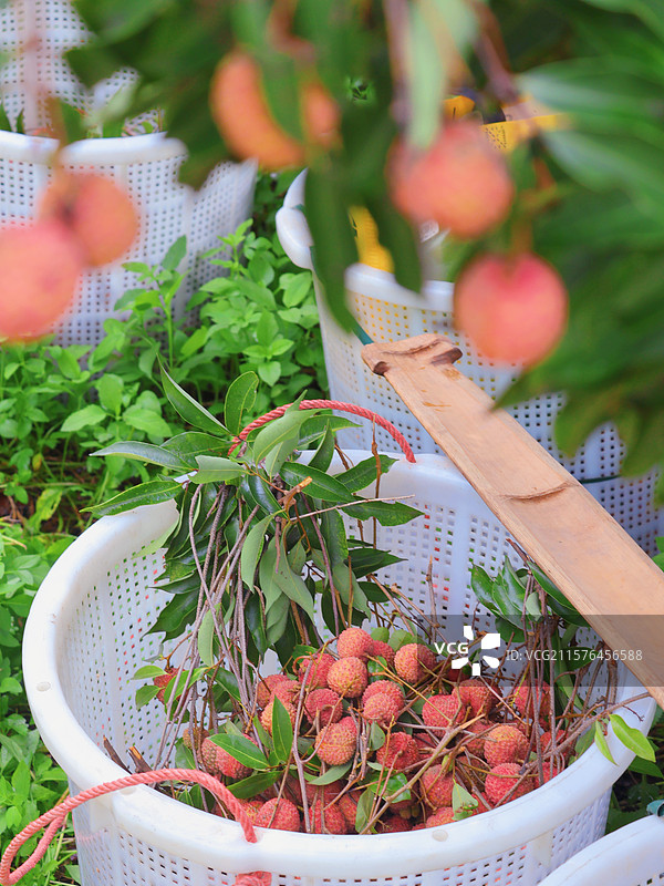 广州增城荔枝采摘图片素材