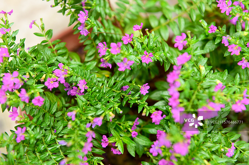 满天星花朵图片素材