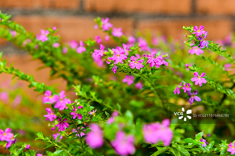 满天星花朵图片素材