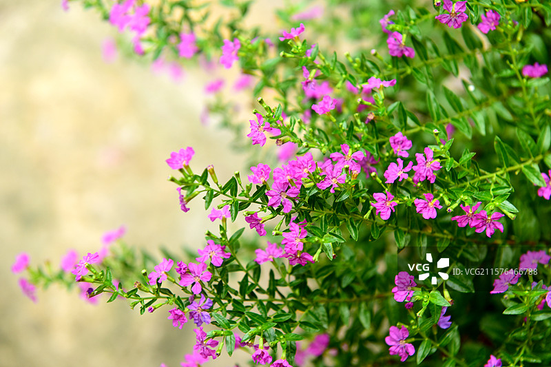 满天星花朵图片素材