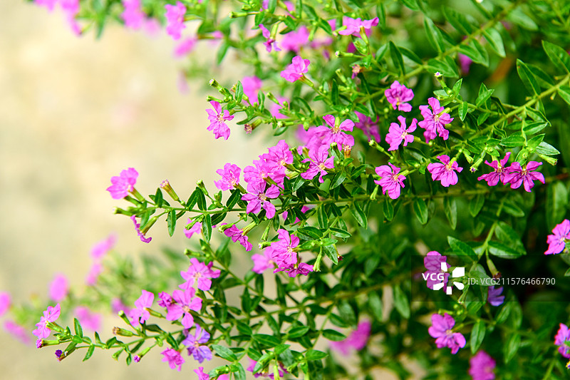 满天星花朵图片素材