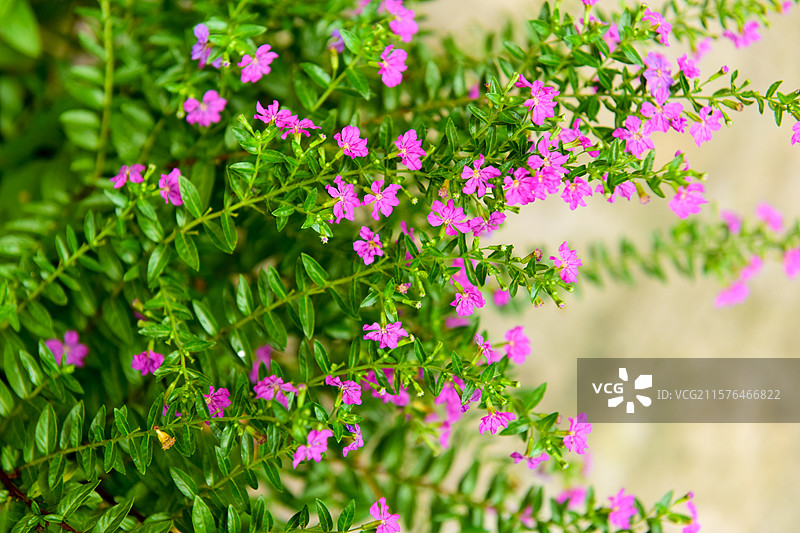 满天星花朵图片素材