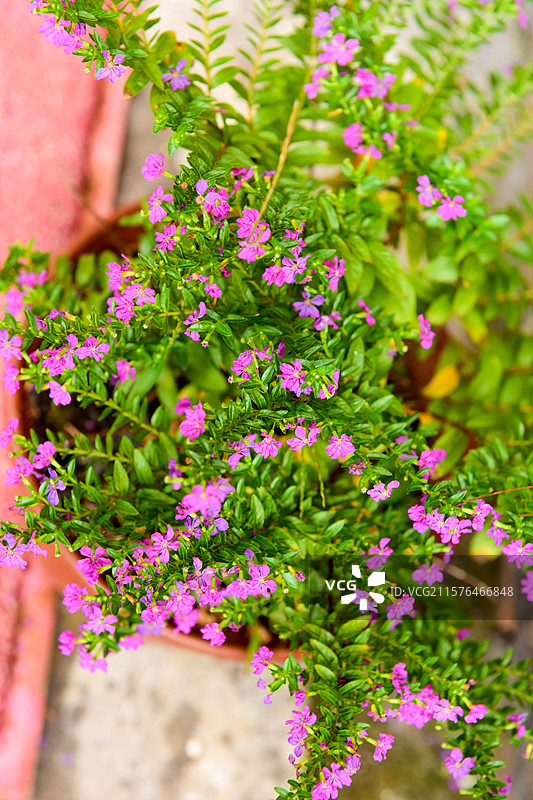 满天星花朵图片素材