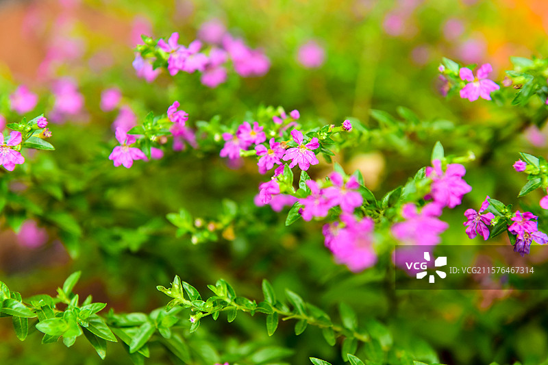 满天星花朵图片素材