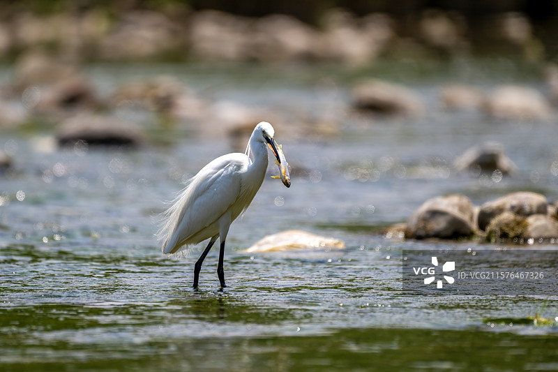 在淇河湿地抓拍的小白鹭捕鱼瞬间图片素材