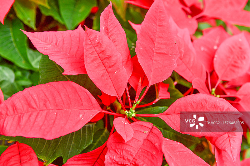 一品红树叶图片素材