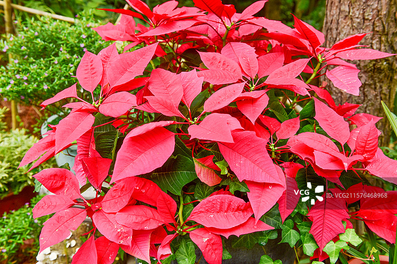 一品红树叶图片素材