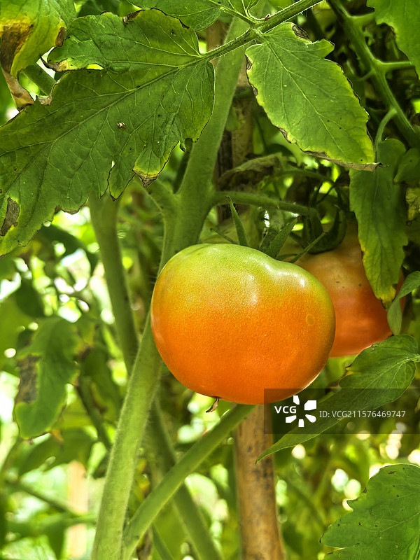 盛夏熟透的番茄图片素材