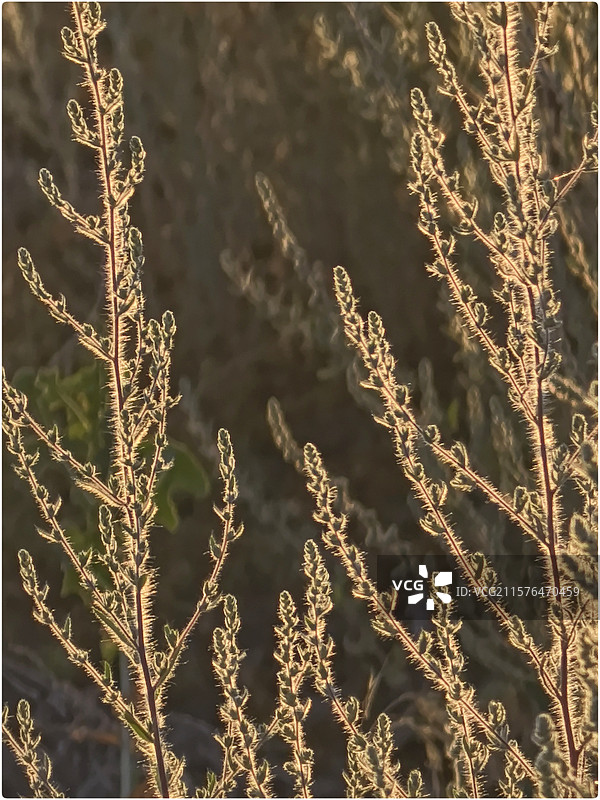 夏至之日77图片素材