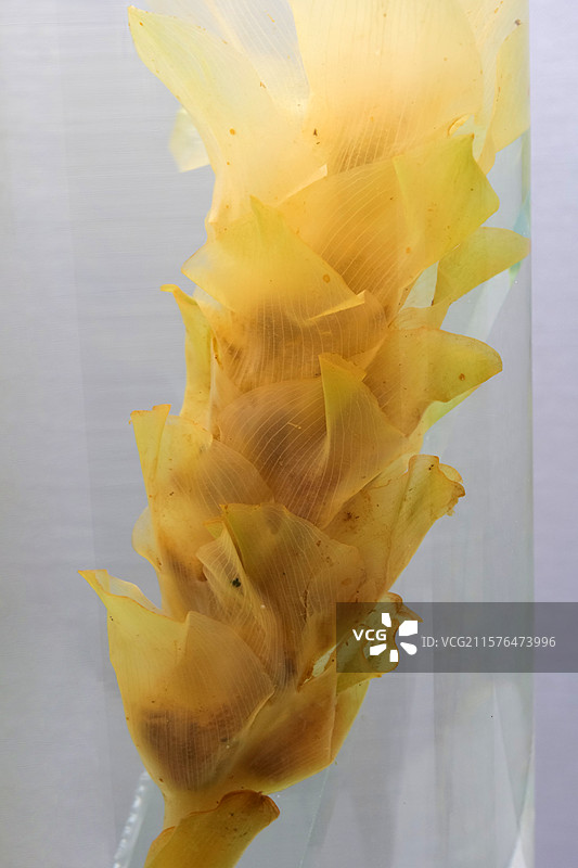 郁金 国家自然博物馆植物世界展厅图片素材
