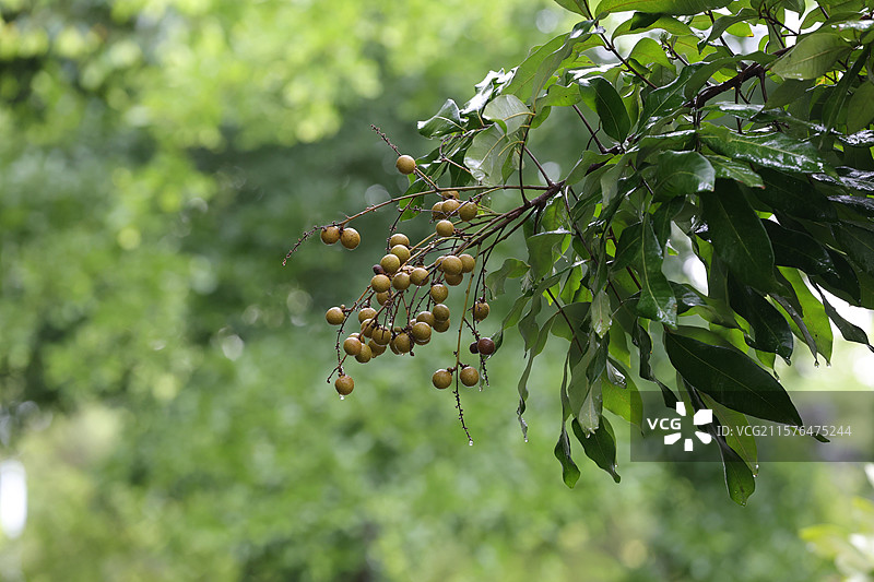 龙眼挂满枝头图片素材