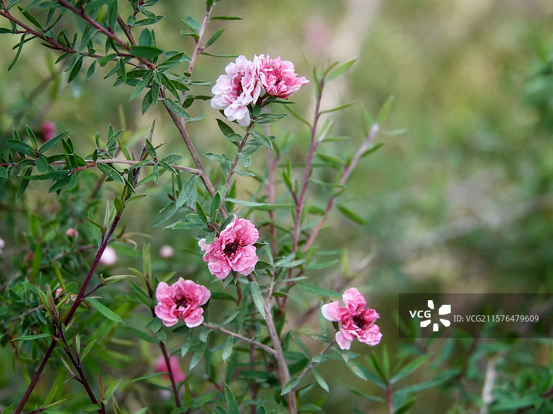 草木记｜松红梅图片素材
