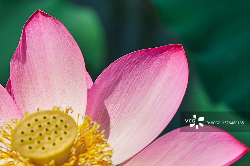 荷花特写图片素材