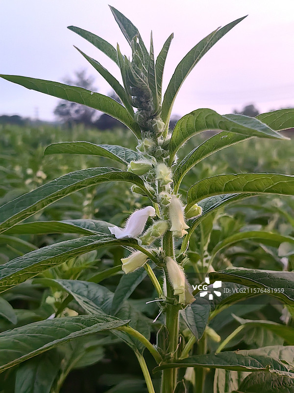 芝麻开花图片素材