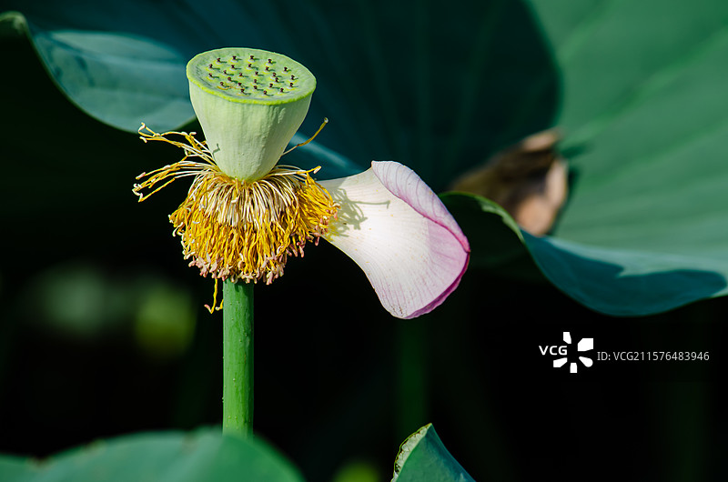 中国野生植物水生植物拍摄主题，公园园林池塘荷塘湖水中清新美丽的荷花与莲蓬头莲子，户外白昼无人图像摄影图片素材