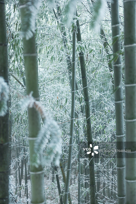 冬天竹林里的竹子图片素材