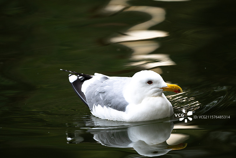 合肥野生动物园图片素材