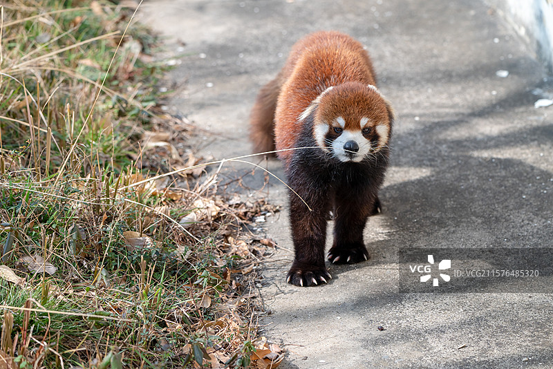 合肥野生动物园图片素材
