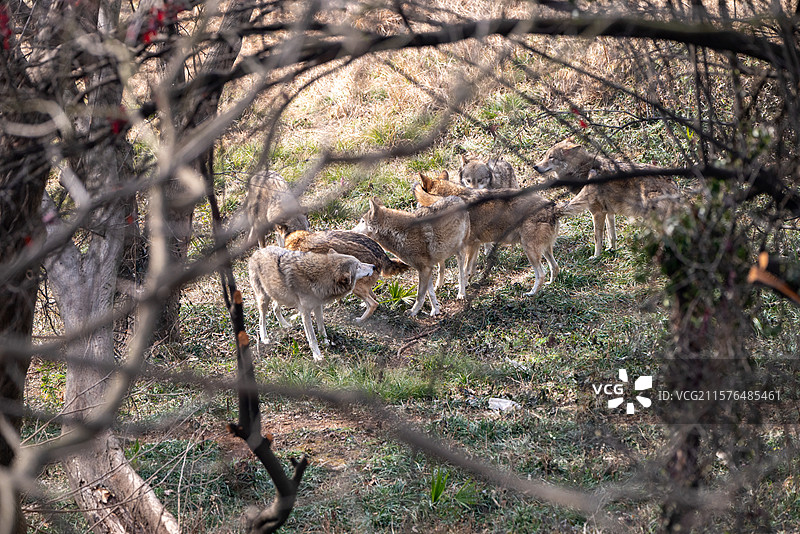 合肥野生动物园图片素材
