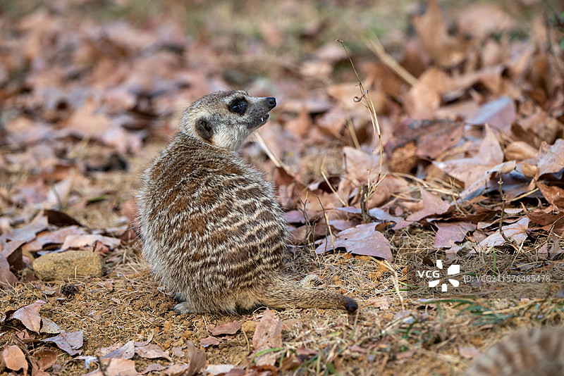 合肥野生动物园图片素材
