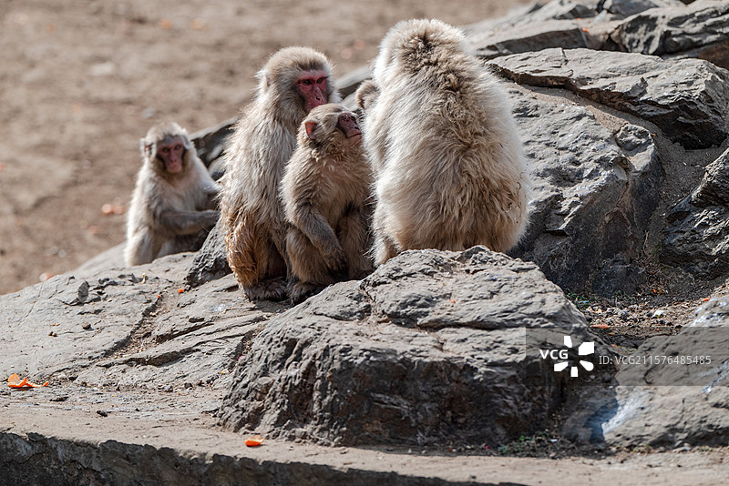 合肥野生动物园图片素材