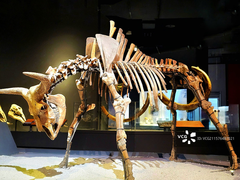 恐龙化石展：拍于重庆自然博物馆。图片素材
