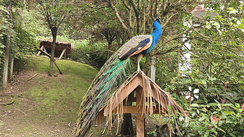 黔灵山公园不开屏的孔雀图片素材