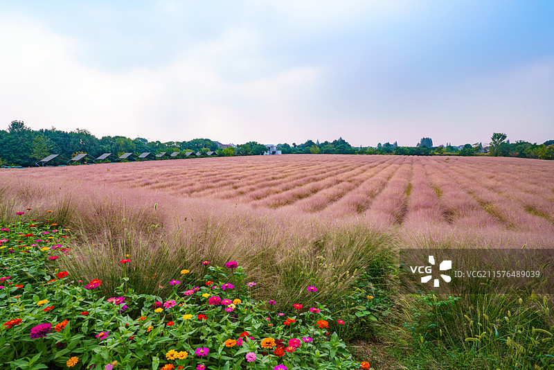 常州壕熊庄园粉黛草花田和路边盛开的鲜花图片素材